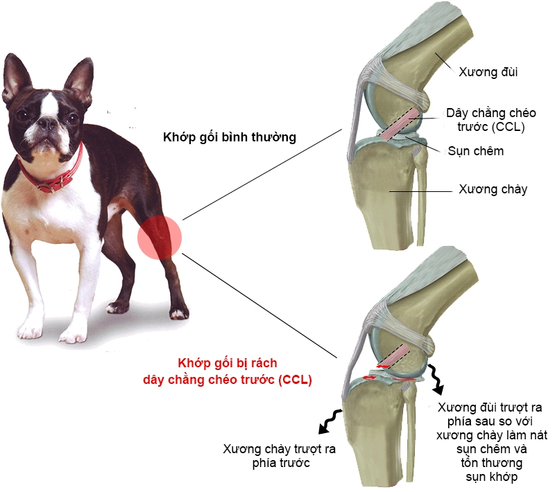 Minh họa đứt dây chằng chéo trước (CCL) gây chó khập khiễng chân sau và đau khớp gối