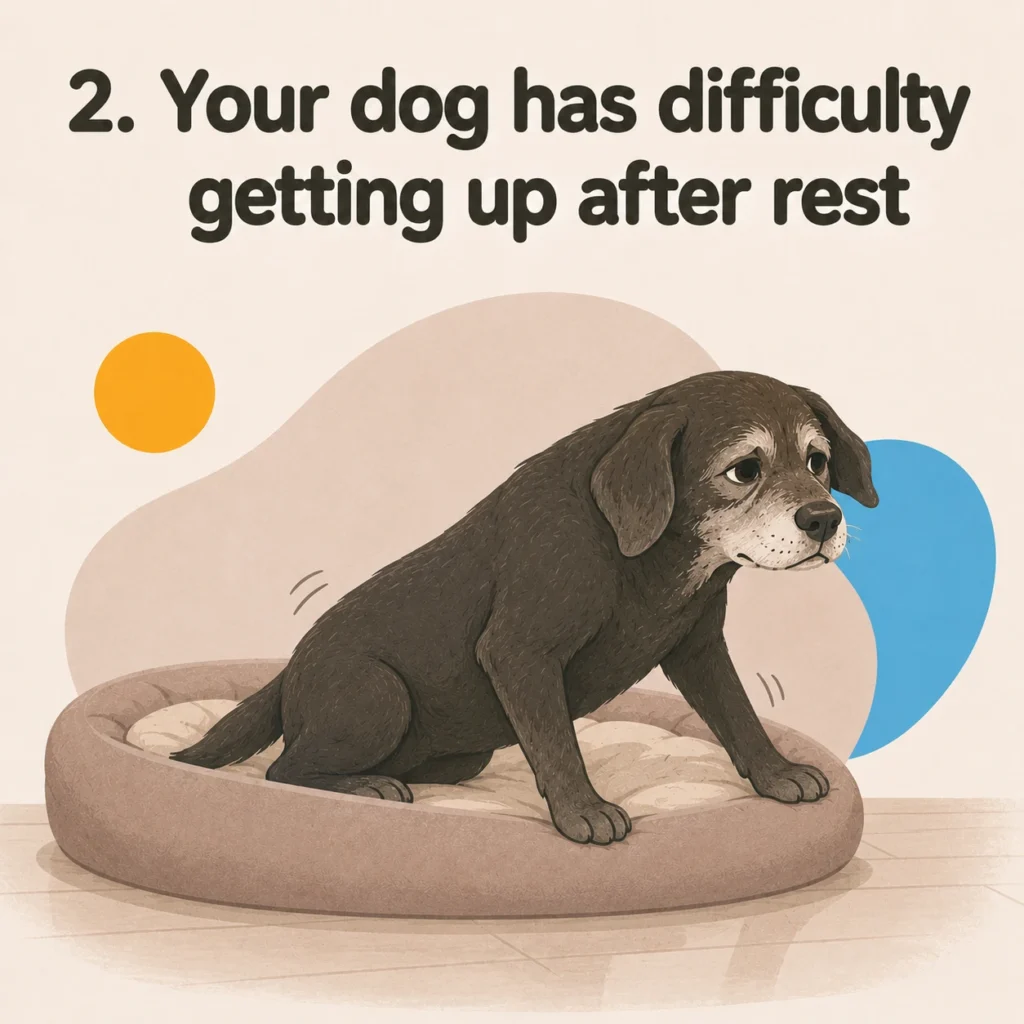 How to tell if your dog is in pain: a senior dog struggling to get up after resting and pushing forward mainly with its front legs