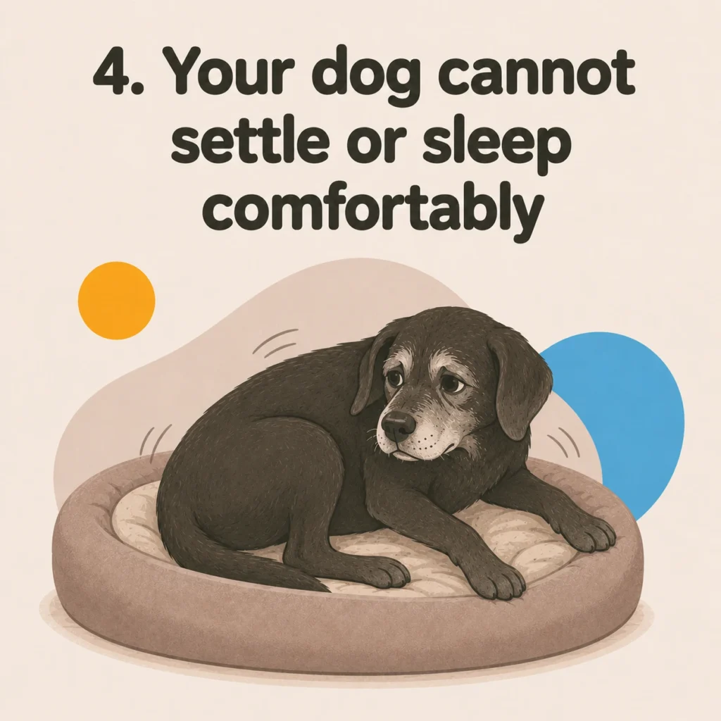 How to tell if your dog is in pain: a senior dog repeatedly shifting position because it cannot settle or sleep comfortably