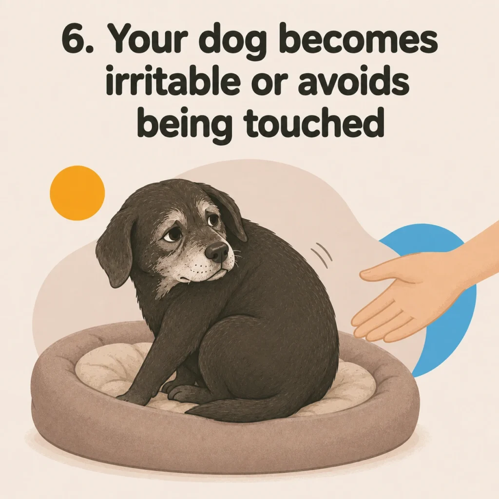 How to tell if your dog is in pain: a senior dog turning away from a hand and avoiding being touched