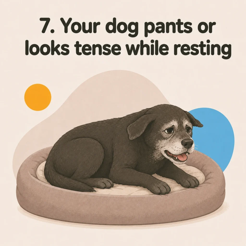 How to tell if your dog is in pain: a senior dog panting and looking tense while resting on its bed